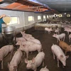 African swine fever spreads over 62 localities