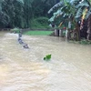 Heavy rains inundate over 900 houses in Cao Bang