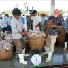 Kien Giang steps up efforts against IUU fishing 