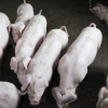 African swine fever spreads in Laos 