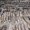 Singapore seizes record haul of illegal ivory