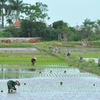 Ninh Binh: New-style countryside building efforts prove fruitful