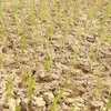 Low rainfall affects crops in Laos