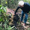 Bison bull found dead at Dong Nai natural reserve