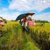 Ca Mau adjust list of key local agricultural products