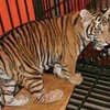 Wildlife crime challenges Vietnam’s tiger conservation efforts