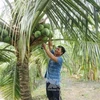 Ben Tre festival promotes coconut industry