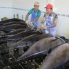 Tuna exports to Italy shoot up 60 percent in H1