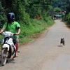 Northern Vietnam reports highest number of death from rabies