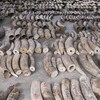 Singapore to ban sale of elephant ivory from 2021