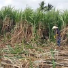 High-tech farming significant to improve sugarcane quality, productivity