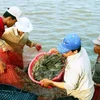 Bac Lieu promotes use of renewable energy in shrimp farming