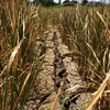 Dak Lak farmers hit by serious drought