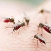 Philippines records more than 188,000 dengue cases in eight months