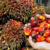 Jakarta supermarkets told to remove palm oil-free products
