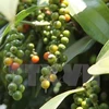 Agricultural ministry examines pepper farming development orientation