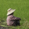 Thailand to spend over 1 bln USD on rice, oil palm price guarantees