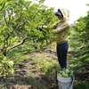 Tay Ninh custard apple farmers embrace VietGAP standards
