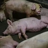 Philippines culls over 7,400 pigs over African swine fever outbreak