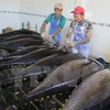 Greece increases imports of Vietnamese tuna 