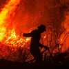 Forest fires in Indonesia raise global warming concerns