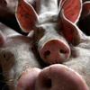Philippines: African swine fever spreads to Manila