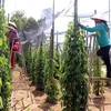 Vietnam’s pepper sector targets sustainable development 