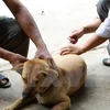 Hanoi meeting responds to World Rabies Day