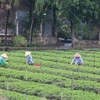 Tien Giang develops specialised vegetable-growing areas