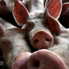 Timor Leste reports African swine fever outbreaks 