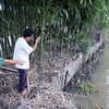 Hau Giang resorts to earthen embankments to prevent erosion along rivers