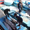 Value chains help Vietnamese tuna become more competitive 
