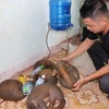 Quang Tri: Wildlife trafficker arrested, five pangolins rescued