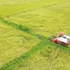 Northern localities aim for 7 million tonnes of paddy in winter crop