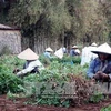 Tra Vinh expands organic peanut farms