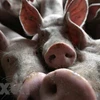 Philippines intensifies control over African swine fever