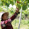 Ninh Thuan farmers grow more foreign grape varieties