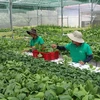 Tra Vinh focuses on developing quality seeds, seedlings