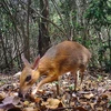 World's smallest ungulates spotted in Vietnam after nearly 30 years