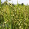 Vietnam gets help with rice cultivation