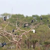Valuable birds migrate to Bac Lieu province