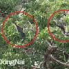 About 500 snakebirds discovered in Dong Nai province 