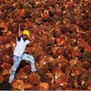 India resumes palm oil imports from Malaysia