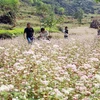 Buckwheat flower festival in Ha Giang