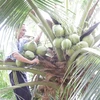 Coconut offers high value for farmers amid climate change