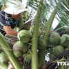 Over 200,000 visitors flock to Ben Tre coconut festival