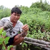 Breeding aquatic species in mangrove forests reaps high income
