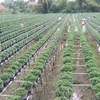 Mekong Delta farmers grow new flower varieties for Tet