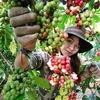 Third Vietnam Coffee Day to begin this weekend