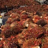 Malaysia plans to raise crude palm oil export tax